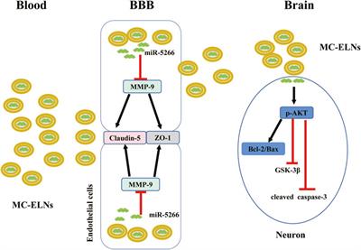 Momordica charantia Exosome-Like Nanoparticles Exert Neuroprotective Effects Against Ischemic Brain Injury via Inhibiting Matrix Metalloproteinase 9 and Activating the AKT/GSK3β Signaling Pathway